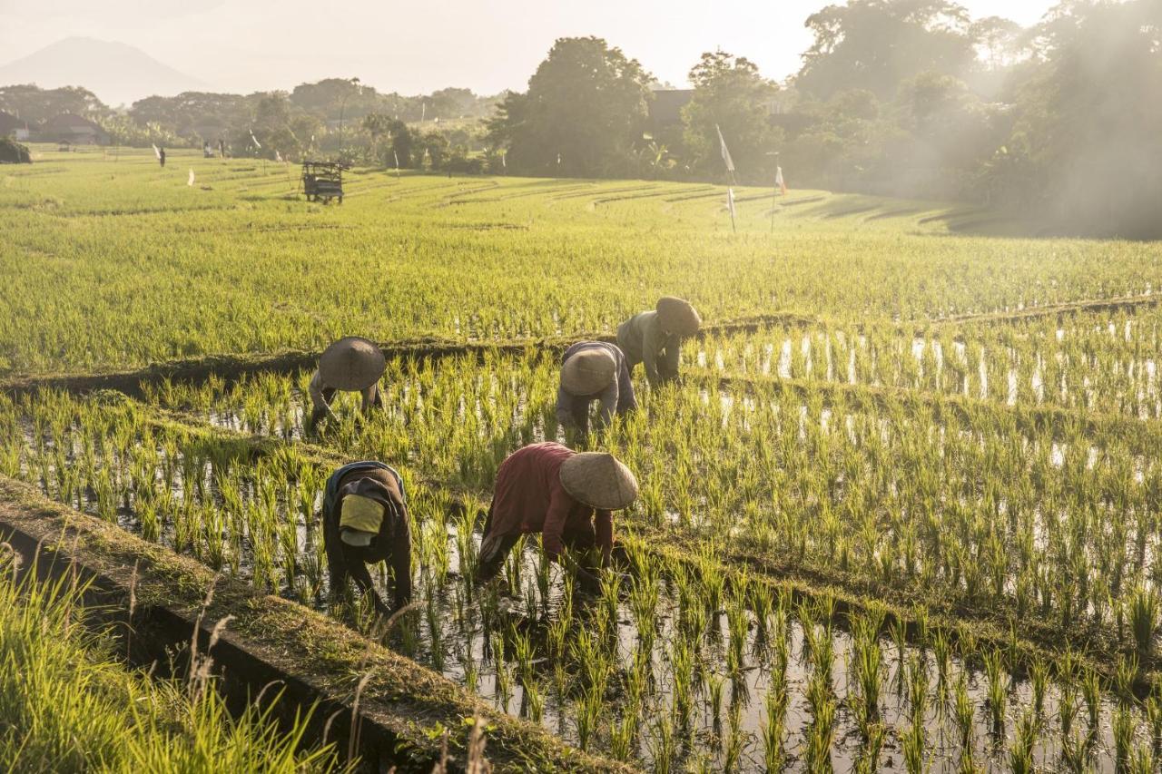 Como Uma Canggu Dış mekan fotoğraf